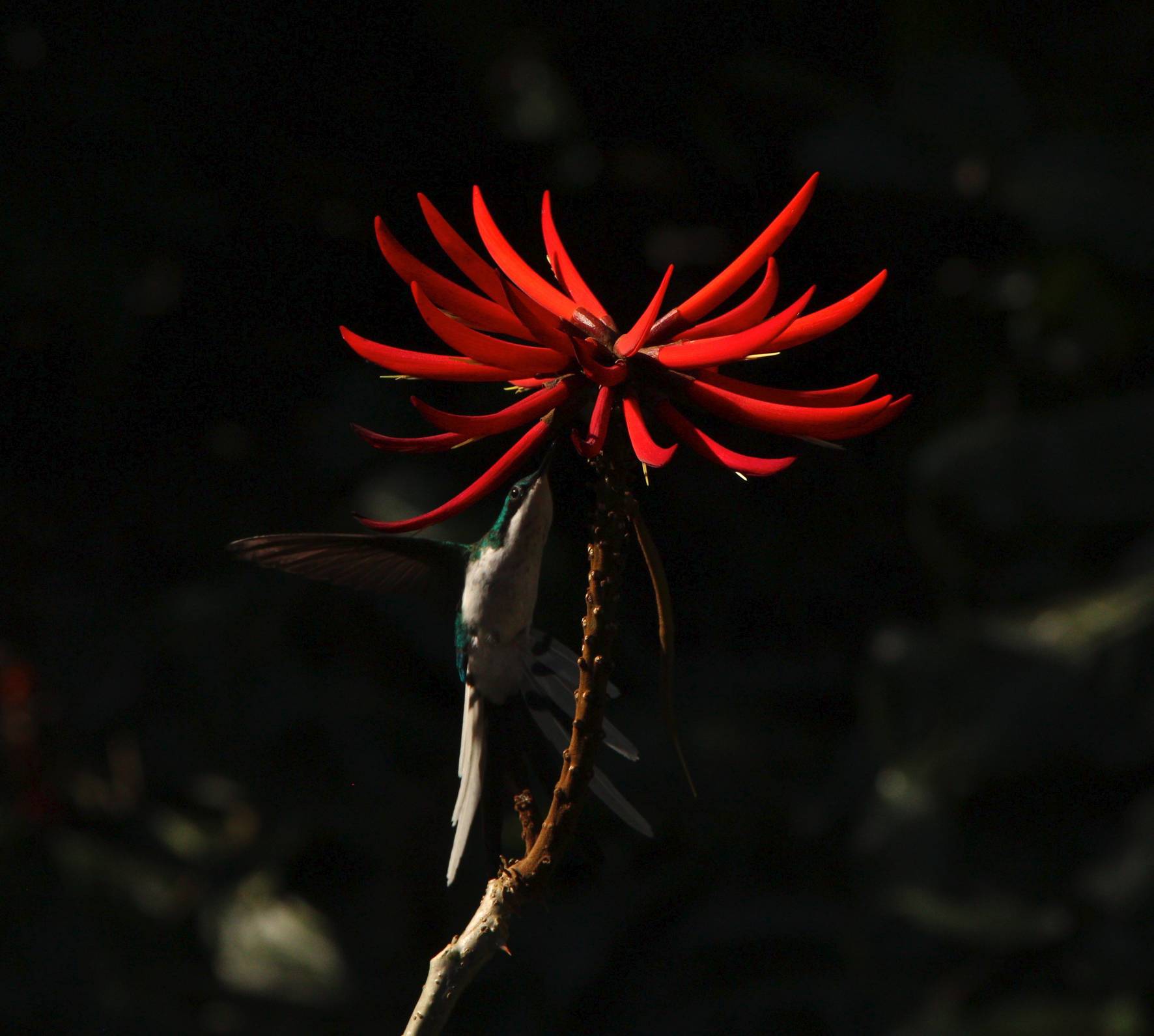 photo - ATLANTIC RAINFOREST